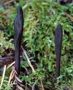 Black Earth Tongue: Geoglossum fallax - Fungi Species